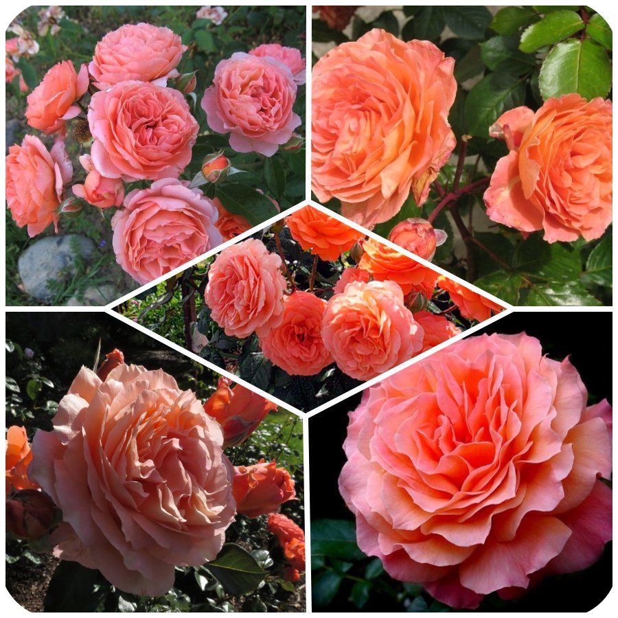 Belvedere róża parkowa